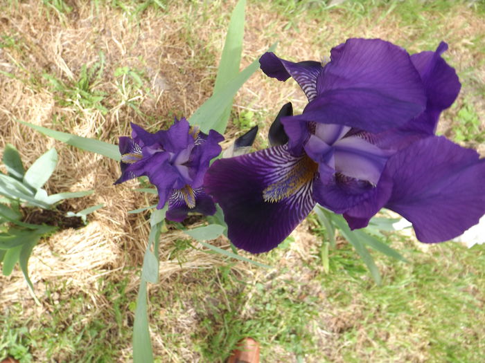 DSCF3757 - Irisi