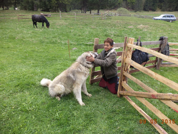 Baiatul care da oile in strunga