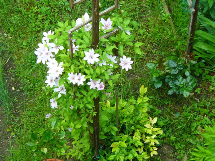 P1030843 - Clematite si alte plante din gradina 2015