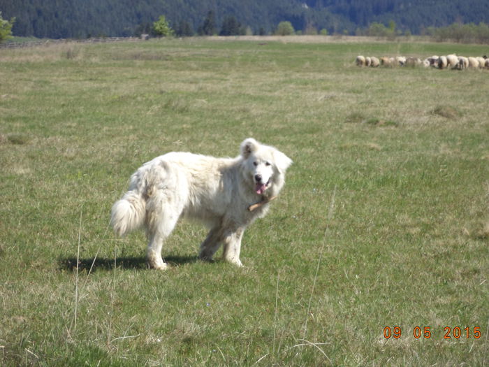 Balan in urma turmei