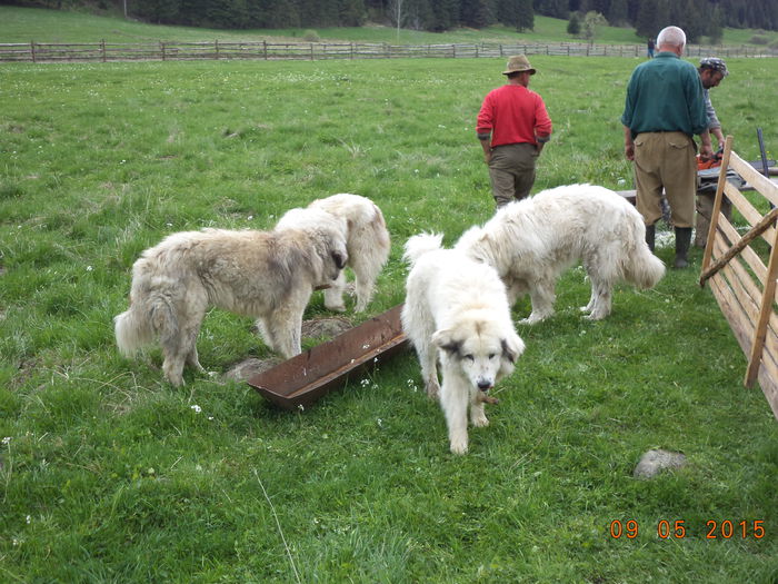 Cainii asteapta ceva mancare