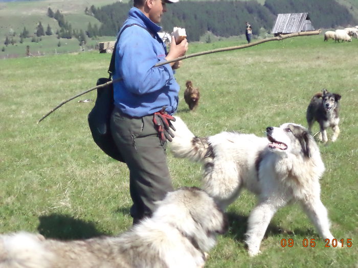 Cainii la o bucatura