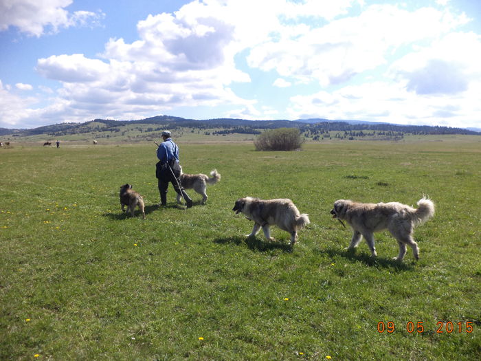 Cainii se tin dupa noi