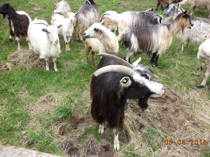 Capra noastra neagra-4