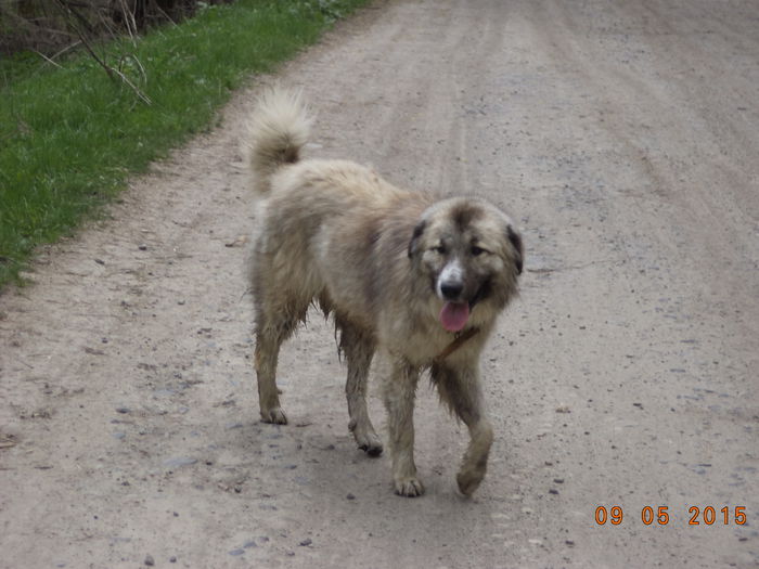 Carpatinul s-a racorit