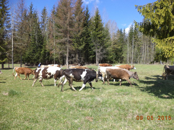Coboram imediat a drum - PLECAREA LA MUNTE CU OILE 2015