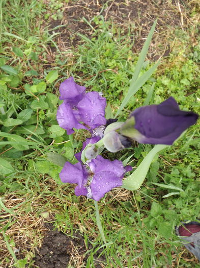 DSCF3717 - Irisi