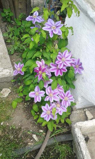 20150509_134428 - Clematis 2015