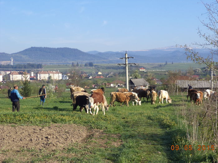 Cu vacile pe drum - PLECAREA LA MUNTE CU OILE 2015