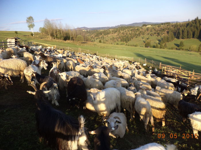 Dimineata dinaitea plecarii-3 - PLECAREA LA MUNTE CU OILE 2015