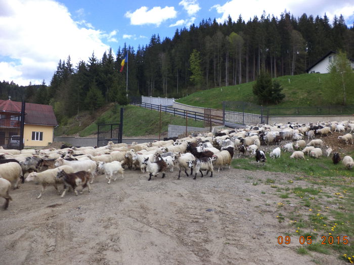 Doua vile langa Monumentul eroilor - PLECAREA LA MUNTE CU OILE 2015