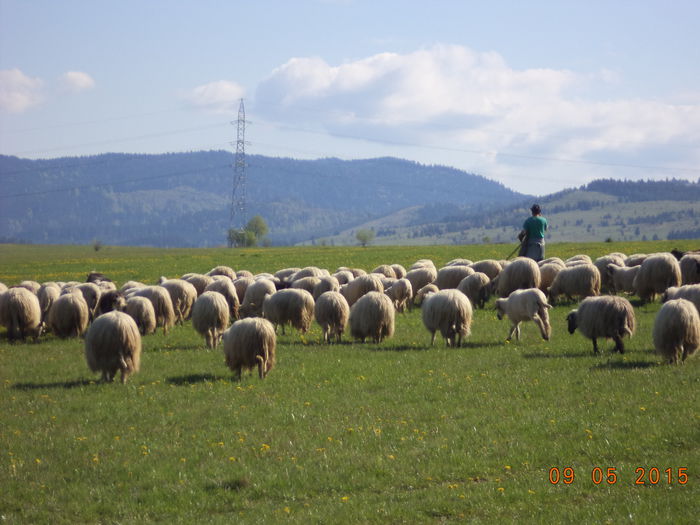 Iarba buna de pascut - PLECAREA LA MUNTE CU OILE 2015