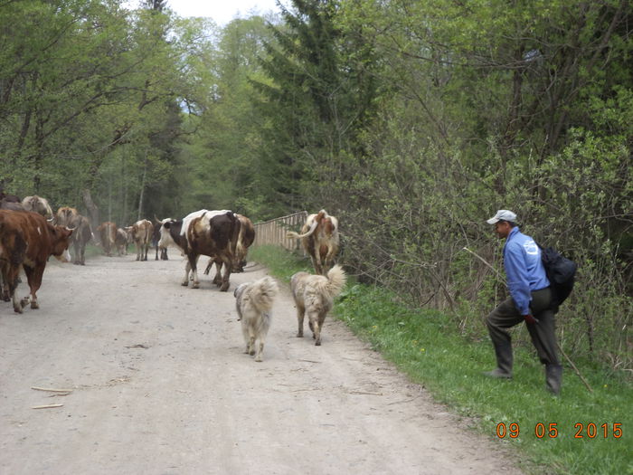 In drum spre Poiana din Tinoasa - PLECAREA LA MUNTE CU OILE 2015