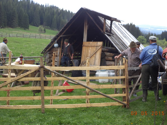 In fata stanii-3 - PLECAREA LA MUNTE CU OILE 2015