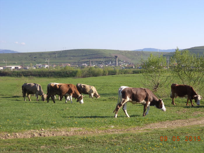 Mai pasc iarba grasa