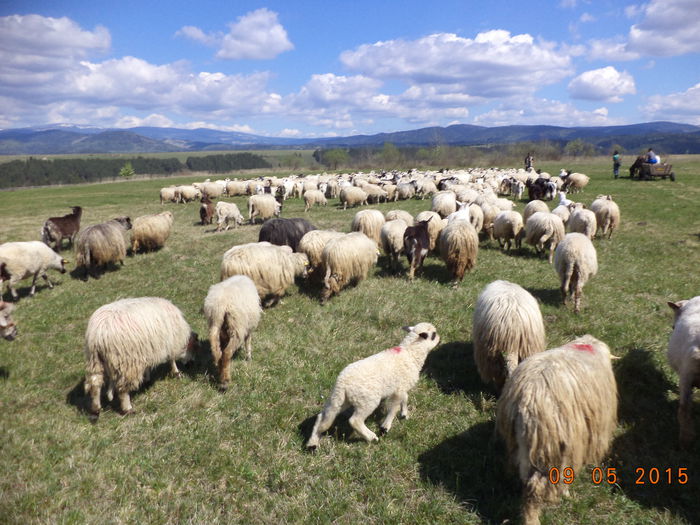 Mieluselul mic - PLECAREA LA MUNTE CU OILE 2015