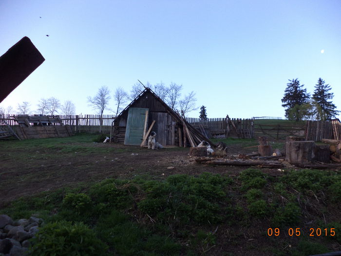 Mioriticul legat - PLECAREA LA MUNTE CU OILE 2015