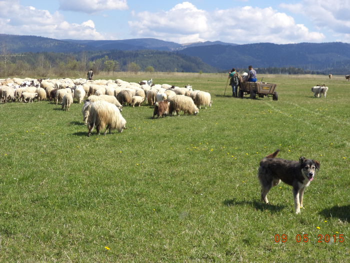 O luam din loc incet - PLECAREA LA MUNTE CU OILE 2015