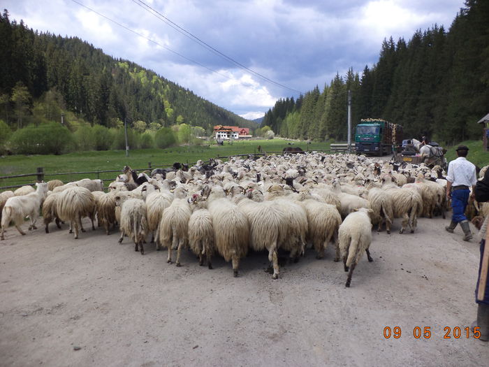 O luam in sus spre Calimani - PLECAREA LA MUNTE CU OILE 2015