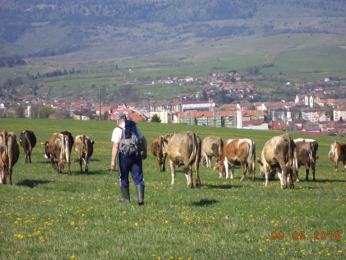O luam inapoi caci am pierdut o vaca - PLECAREA LA MUNTE CU OILE 2015