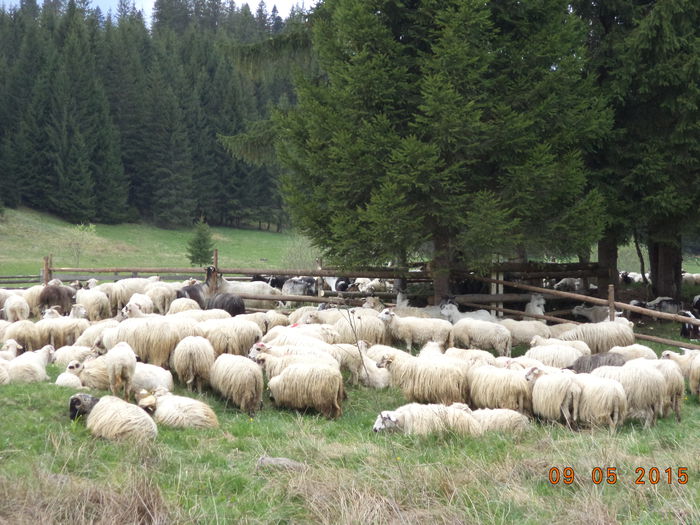 Oile cam obosite dupa drum - PLECAREA LA MUNTE CU OILE 2015
