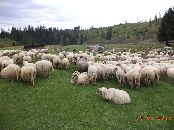 Oile in strunga-1 - PLECAREA LA MUNTE CU OILE 2015