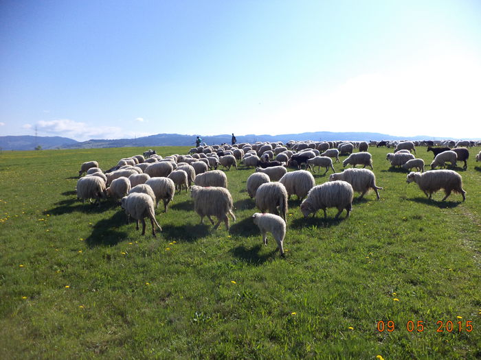 Oile o iau inaintea vacilor - PLECAREA LA MUNTE CU OILE 2015