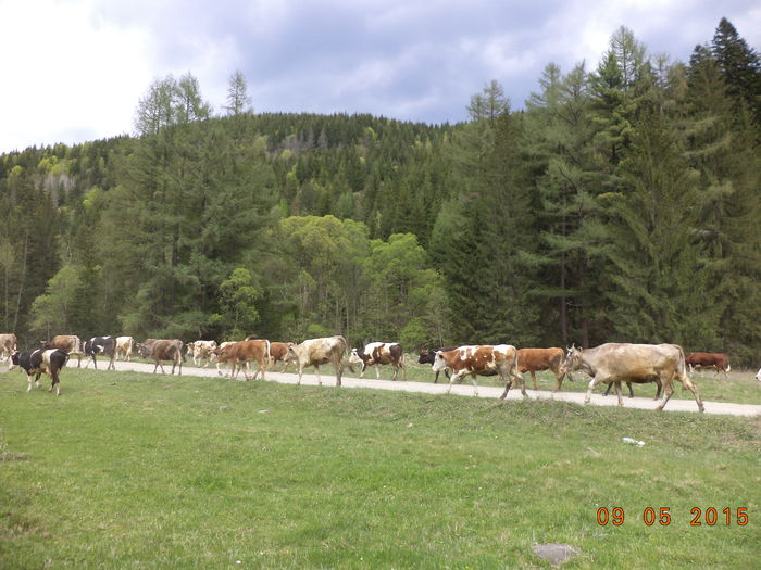 Padurea inverzeste-7