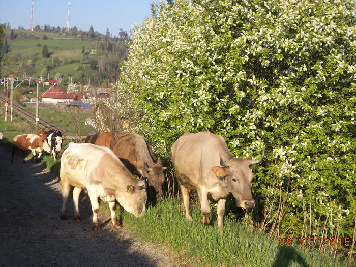 Plecam cu vacile-5 - PLECAREA LA MUNTE CU OILE 2015