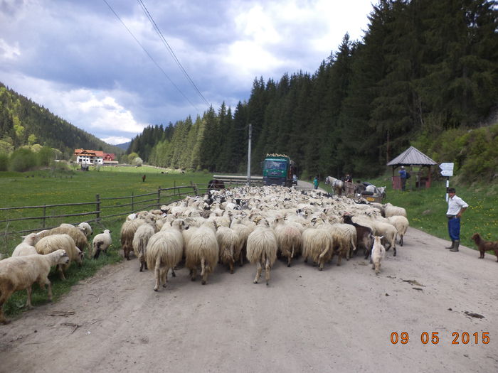 Plecam incet incet-3