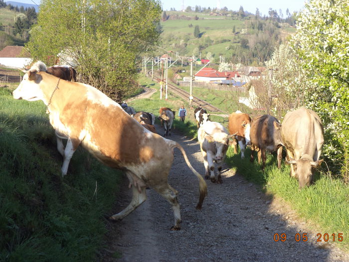 Plecarea cu vacile - PLECAREA LA MUNTE CU OILE 2015