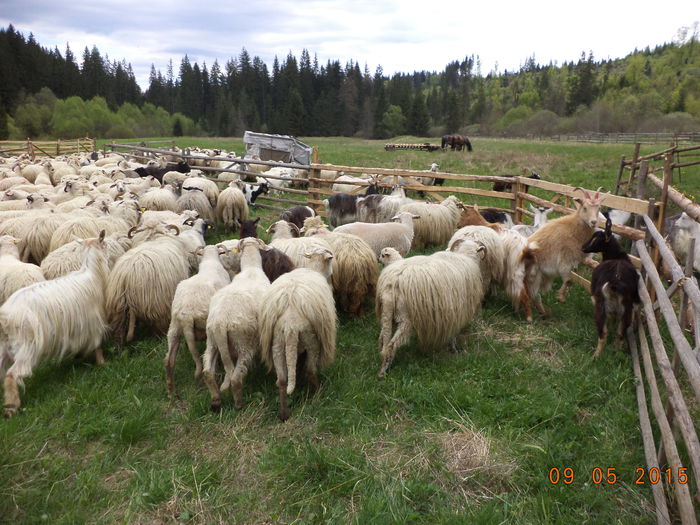 Poiana Tinoasa si oile - PLECAREA LA MUNTE CU OILE 2015