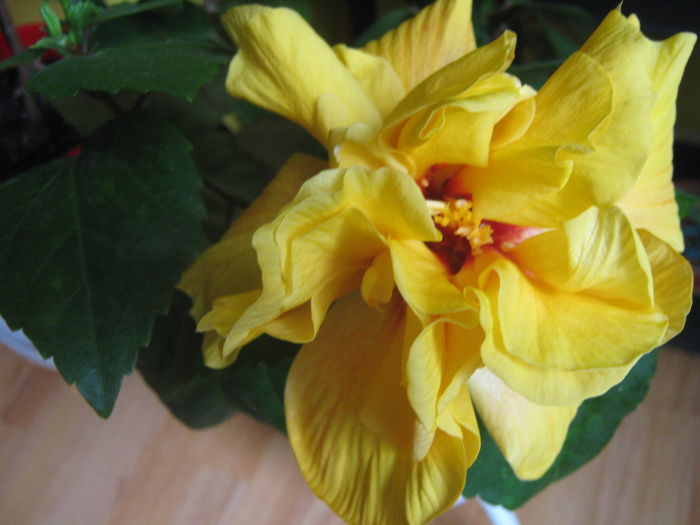 Picture My plants 3128 - Flori 2015