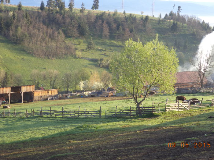 Saivanul si adapostul caprelor-2