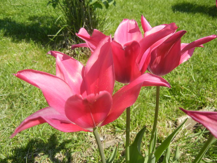 Tulipa Pimpernel (2015, April 27) - Tulipa Pimpernel