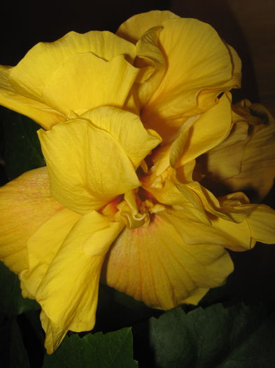 Picture My plants 3137 - Flori 2015