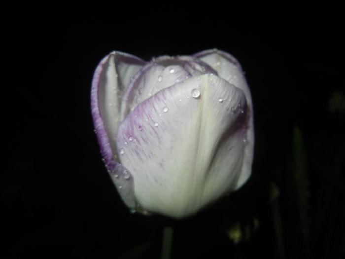 Tulipa Shirley (2015, April 27) Tulipa Shirley (2015, April 27)