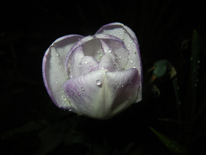 Tulipa Shirley (2015, April 27) Tulipa Shirley (2015, April 27)