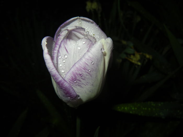 Tulipa Shirley (2015, April 27)
