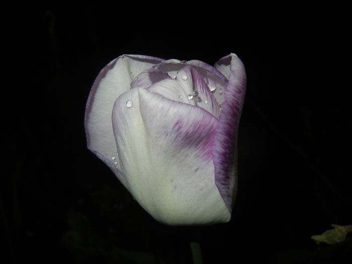 Tulipa Shirley (2015, April 27) Tulipa Shirley (2015, April 27)