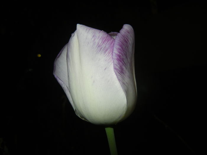 Tulipa Shirley (2015, April 27) - Tulipa Shirley