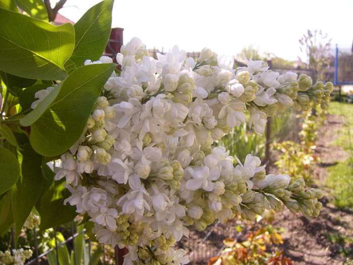 Syringa vulgaris alb cu fl. involta