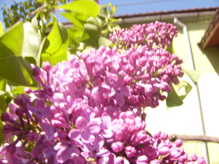 Syringa vulgaris lila fl. simpla