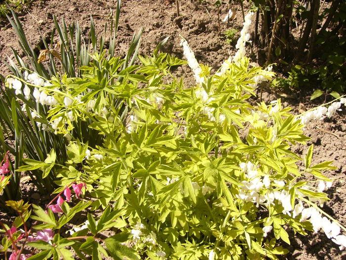 Dicentra spectabilis ,fl. alba