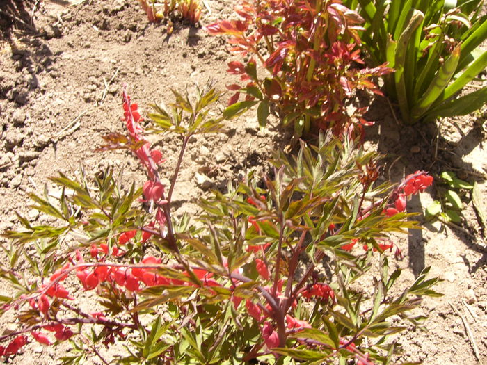 Dicentra spectabilis,fl. rosie-Valentine- - ANUL 2015