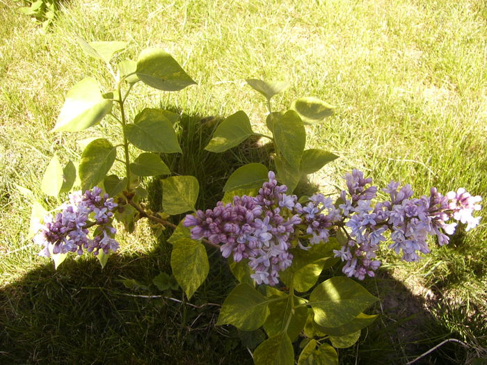 Syringa vulgaris Aucubaefolia - ANUL 2015