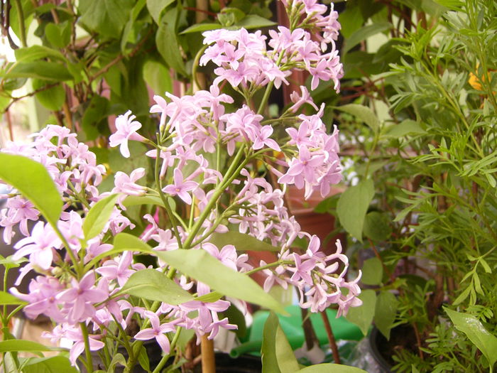 Syringa chinensis Saugeana,fl simpla - ANUL 2015