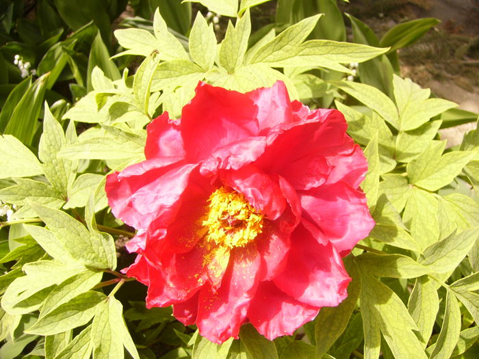 Bujor suffruticosa cu fl rosie - ANUL 2015