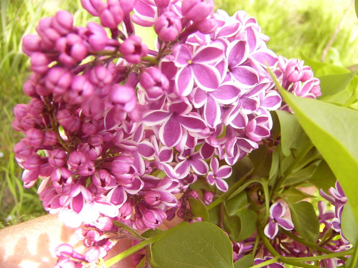 Syringa vulgaris Sensation - ANUL 2015