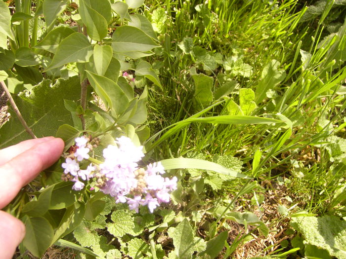 Syringa vulgaris Michel Buchener
